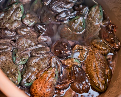 Bucket of Frogs, Chinatown, NYC