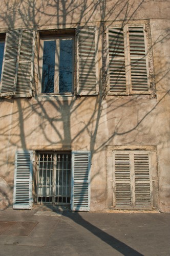 Dijon Tree Shadow