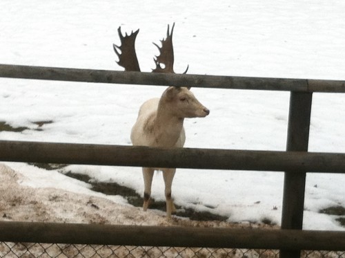 An unfortunate photo, but the reindeer wouldn't move away from the fence! 