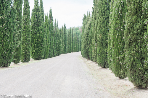 Cypress-lined drive 