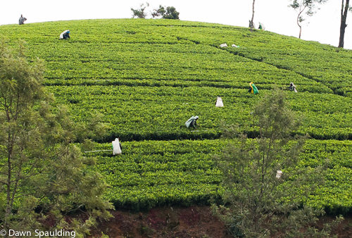 Workers dotting the landscape