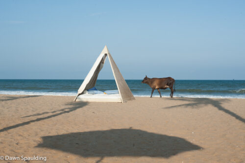 Cow on Mamallapuram beach India
